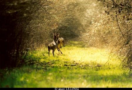 Photos réalisées par Guy LELONG