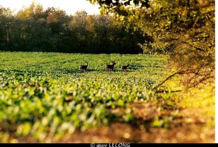 Photos réalisées par Guy LELONG