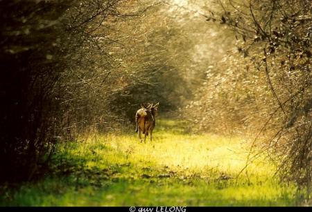Photos réalisées par Guy LELONG