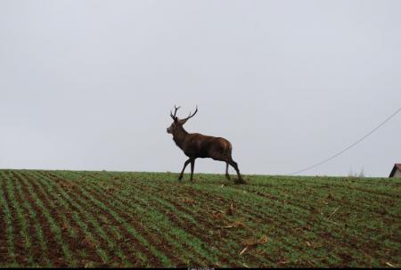 Photos réalisées par Guy LELONG
