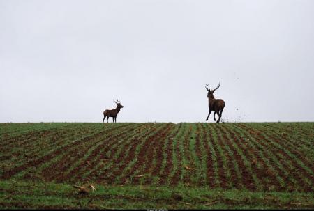 Photos réalisées par Guy LELONG