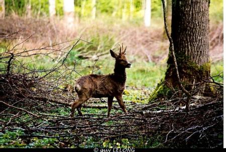 Photos réalisées par Guy LELONG