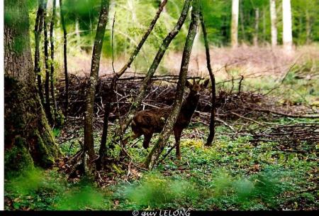 Photos réalisées par Guy LELONG