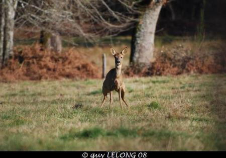 Photos réalisées par Guy LELONG