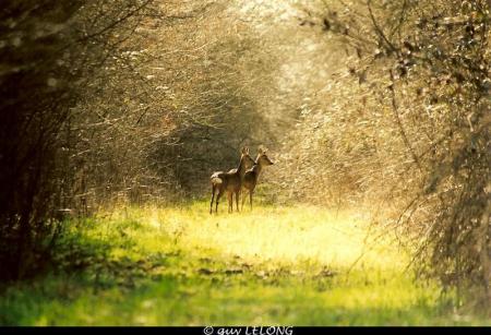 Photos réalisées par Guy LELONG