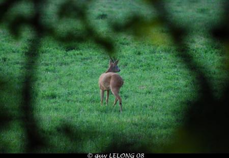 Photos réalisées par Guy LELONG