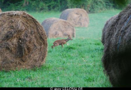 Photos réalisées par Guy LELONG
