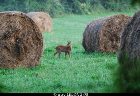 Photos réalisées par Guy LELONG